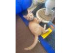 Adopt Juniper a Domestic Shorthair cat in Twin Falls, ID (37824124)