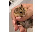 Adopt Shamrock and Clover a Hamster small animal in South Bend, IN (37824434)