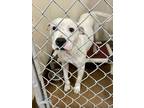 Adopt Lulu a White American Pit Bull Terrier / Mixed dog in Winfield