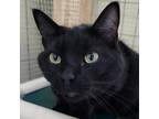 Adopt Leia a All Black Domestic Shorthair / Mixed cat in FREEPORT, FL (38266943)