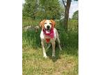 Adopt Sweet Tayda a White - with Red, Golden, Orange or Chestnut English