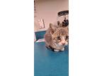 Adopt Betty a Gray or Blue Domestic Shorthair / Domestic Shorthair / Mixed cat