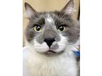 Adopt Cumin a Domestic Mediumhair / Mixed cat in Spokane Valley, WA (38168260)