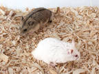 Adopt Luigi a White Hamster / Mixed small animal in Kingston, ON (38025365)