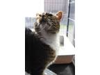 Adopt AJ Furrguson a Domestic Shorthair / Mixed cat in Richmond, IN (35920828)