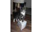 Adopt Noseworthy Starz a Gray or Blue Domestic Shorthair / Domestic Shorthair /