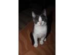 Adopt Jeep Starz a Gray or Blue Domestic Shorthair / Domestic Shorthair / Mixed