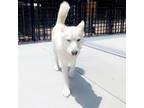 Adopt Titus a White - with Tan, Yellow or Fawn Husky / Mixed dog in Eufaula