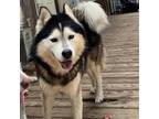 Adopt Haku a Black Husky / Mixed dog in Eufaula, OK (38312361)