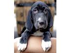 Adopt Ruby a Black - with White Treeing Walker Coonhound / Labrador Retriever /