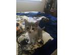 Adopt Sora (aka Kitty Purry) - Ottawa Area a Gray or Blue Domestic Shorthair /