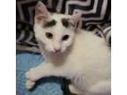 Adopt Beetle a White Domestic Shorthair / Mixed cat in Shawnee, KS (37970551)