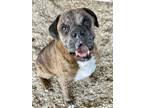 Adopt Winthrop - Silver Heart a Brindle Boxer / Mixed dog in Austin