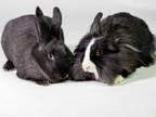 Adopt Cola a Black Other/Unknown / Other/Unknown / Mixed rabbit in Kingston
