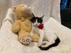 Adopt Gianna a Black & White or Tuxedo Domestic Shorthair (short coat) cat in