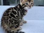 Female Bengal Kitten