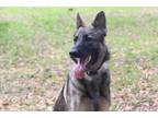 Adopt Zoey a German Shepherd Dog