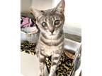 Adopt Bubblegum a Domestic Shorthair / Mixed (short coat) cat in Shreveport