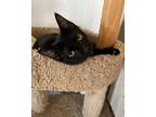 Adopt Conrad a Domestic Shorthair / Mixed (short coat) cat in Shreveport
