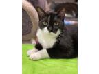 Adopt Stevie a Domestic Shorthair / Mixed (short coat) cat in Markham