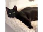 Adopt Leela a All Black Domestic Shorthair / Mixed cat in Green Bay