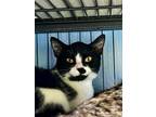 Adopt Sage a Domestic Short Hair