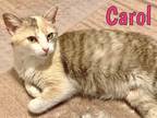 Adopt Carol a Domestic Shorthair / Mixed (short coat) cat in Crocker