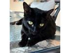 Adopt Coraline a Domestic Short Hair