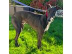 Adopt Sizzler a Greyhound / Mixed dog in Glen Ellyn, IL (38077080)