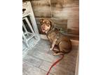 Adopt Penny a American Pit Bull Terrier / Mixed Breed (Medium) / Mixed dog in