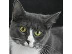 Adopt Delta a Gray or Blue Domestic Shorthair / Mixed cat in Columbus
