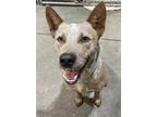 Adopt ACD Red Heeler Tony a Australian Cattle Dog / Mixed dog in Remus