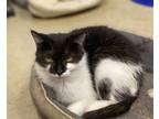 Adopt Chai a Domestic Shorthair / Mixed (short coat) cat in Portland