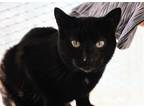 Adopt Goober a Domestic Shorthair / Mixed (short coat) cat in Brigham City -