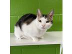 Adopt Coren a Domestic Shorthair / Mixed (short coat) cat in Jim Thorpe