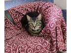 Adopt Elvis a Domestic Shorthair / Mixed (short coat) cat in Jim Thorpe