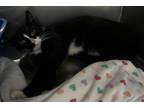 Adopt Petunia a Domestic Shorthair / Mixed (short coat) cat in Jim Thorpe