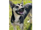 Adopt McKenzie a Black - with Tan, Yellow or Fawn German Shepherd Dog / Husky