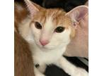 Adopt Ashley a Spotted Tabby/Leopard Spotted Domestic Shorthair / Mixed cat in