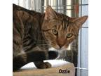 Adopt Ozzie a Domestic Shorthair / Mixed cat in Mission, TX (23332758)