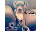 Adopt Kobie (Courtesy Post) a Pit Bull Terrier dog in Council Bluffs