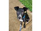 Adopt Rupert (Mama Cookie's Litter) a Black - with White Pit Bull Terrier /