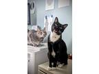 Adopt Humphrey a Black & White or Tuxedo Domestic Shorthair / Mixed (short coat)