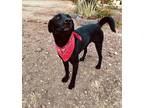 Adopt Night a Black Labrador Retriever / Mixed Breed (Medium) dog in Houston