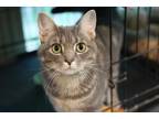 Adopt Lucy a Gray or Blue Domestic Shorthair (short coat) cat in Loveland