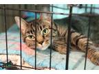 Adopt Zula a Brown Tabby Domestic Shorthair (short coat) cat in Loveland