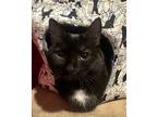 Adopt Rachel a Black & White or Tuxedo Domestic Shorthair (long coat) cat in