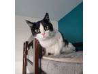 Adopt Latinum a Black & White or Tuxedo Domestic Shorthair / Mixed cat in West