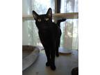 Adopt Brave Mama a All Black Domestic Shorthair / Mixed (short coat) cat in St.