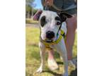 Adopt Captain Wigglesworth (aka CW) a White - with Black Pit Bull Terrier dog in
